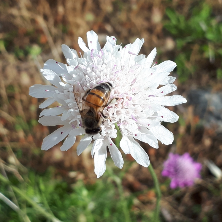 Bee on flower Anstey Hill Recreation Park
