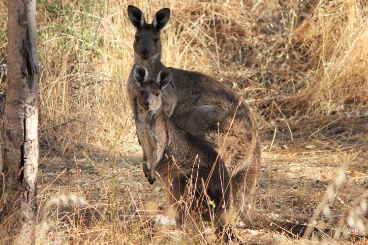 Mum kangaroo and joey Anstey Hill Recreation Park